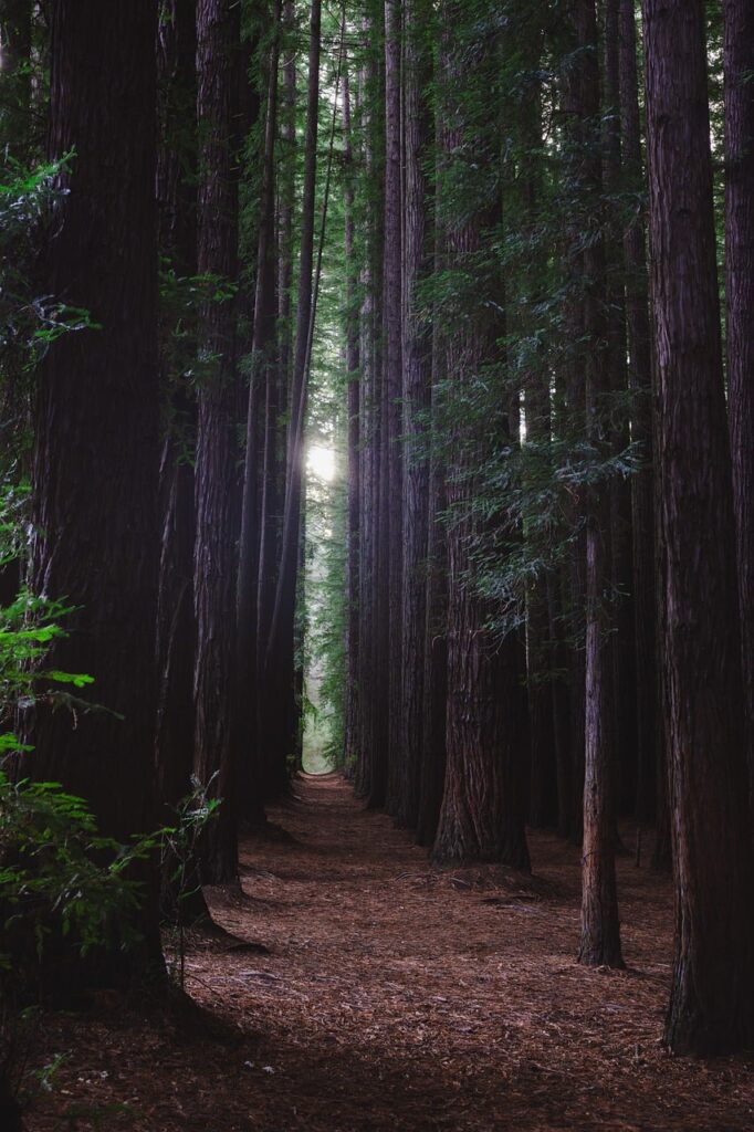 forest, sequoia, trees, tall trees, nature, plantation, californian, dark forest, mystical, atmospheric, mood, victoria, australia, forest floor, cool, ecosystem, travel, hiking, fresh air