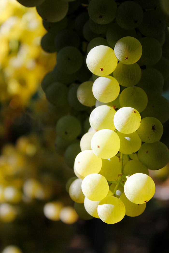 Fresh and ripe grapes hanging in a vineyard in Barletta, Italy, illuminated by sunlight.