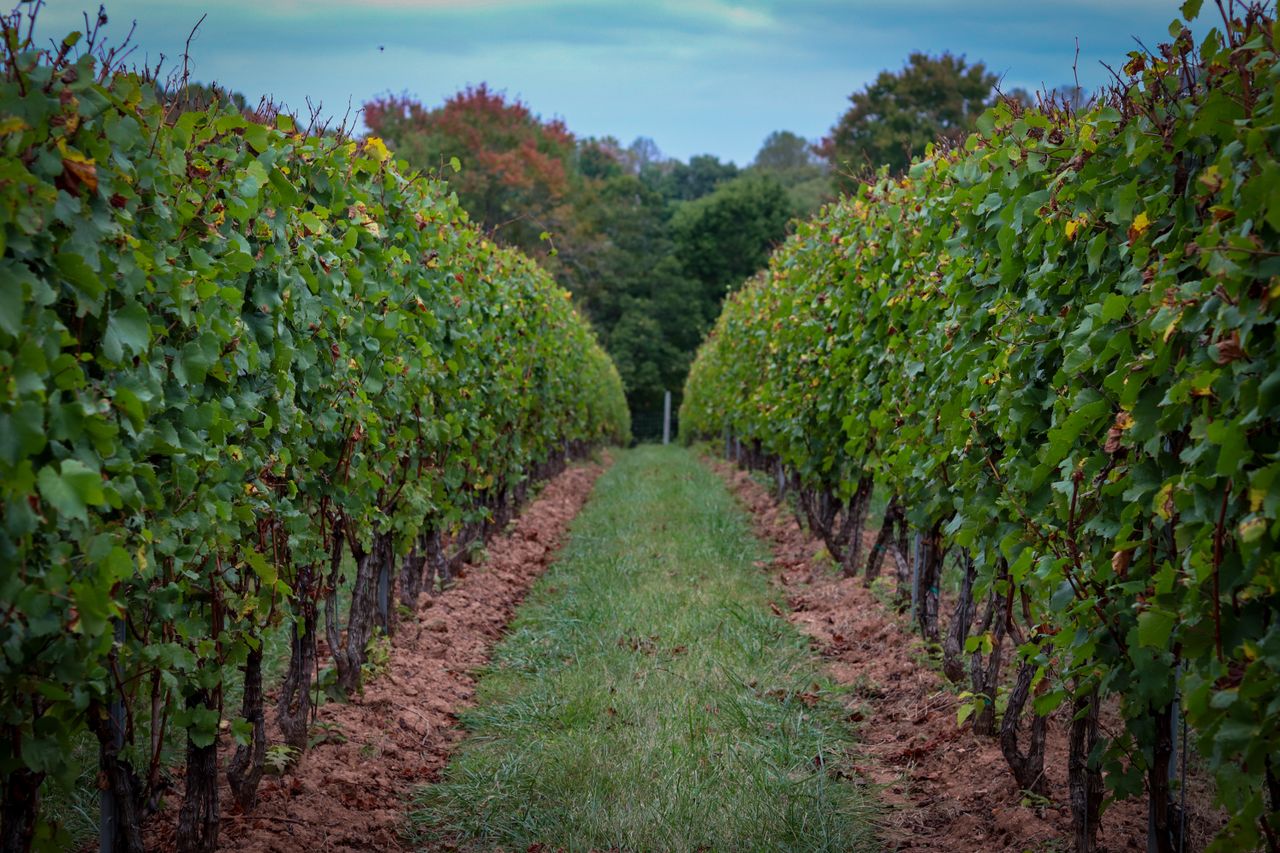 A serene view of vineyard rows stretching into the distance on a tranquil autumn day.