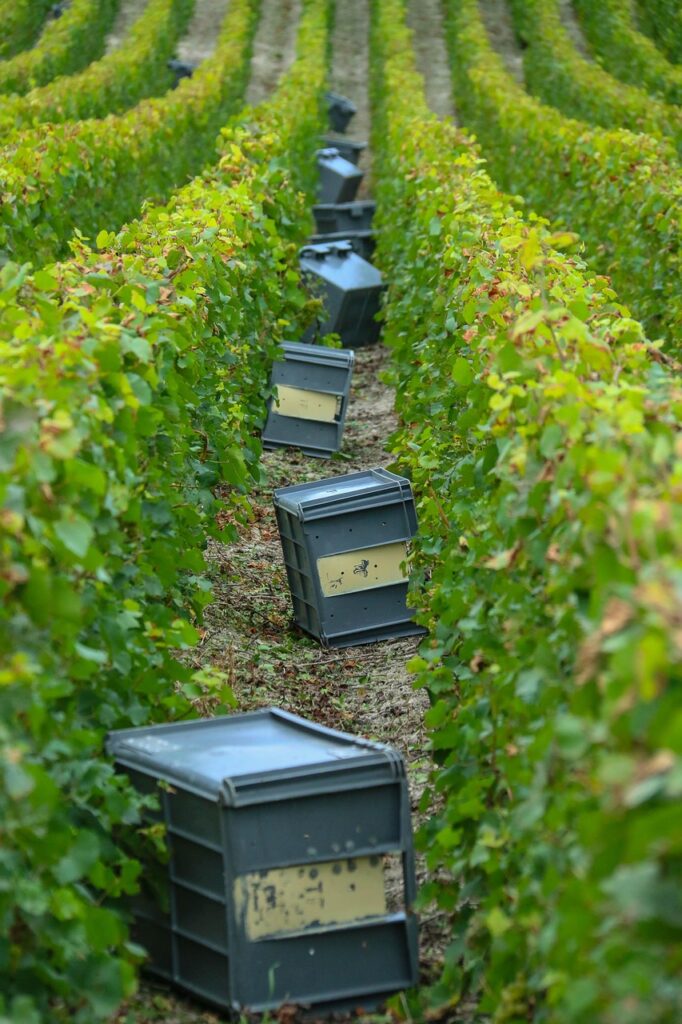 grape harvest, champagne, vines, crates, roads, grape, wine, grapes, vineyard, france, viticulture, crates, crates, crates, grapes, grapes, grapes, grapes, grapes